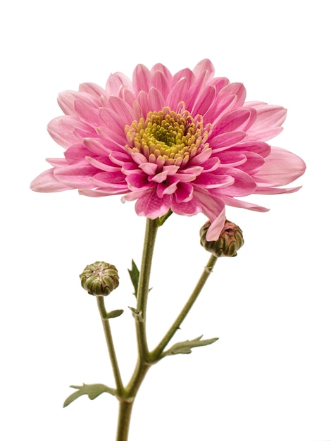 Chrysanthemum bud on the isolated white background