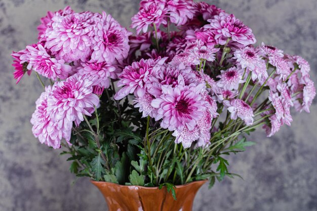 Chrysanthemum Bunch of pink chrysanthemum flowers and white tips on their petals