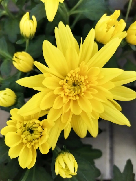 Crisantemo chrysanthemum indicum fiore decorativo set di fiori nella foto