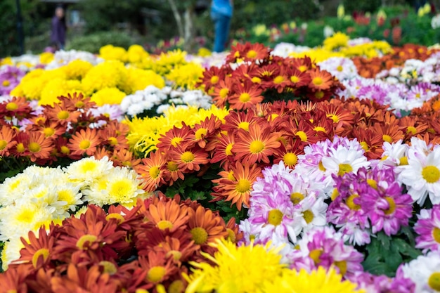 祭りの庭の菊色とりどりの花