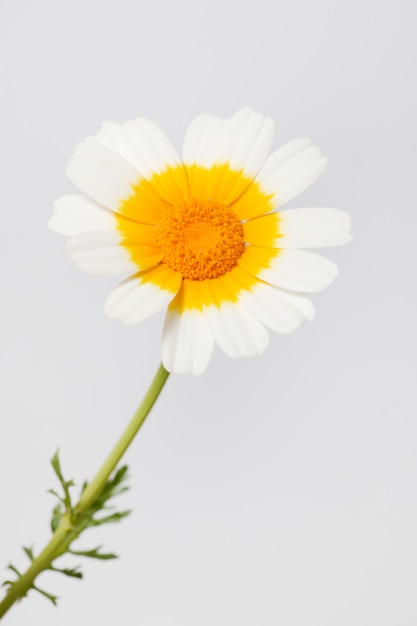 Chrysanthemum coronariumbloem