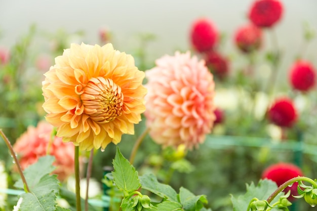 Chrysanthemum field