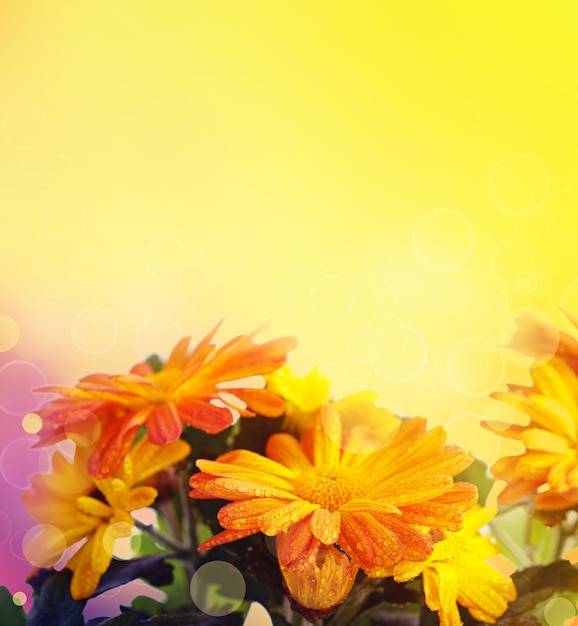 Chrysanthemum floral background