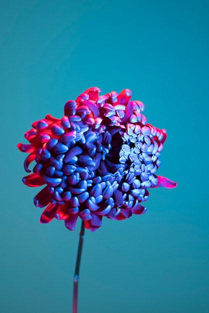 Photo chrysanthemum flower against blue background