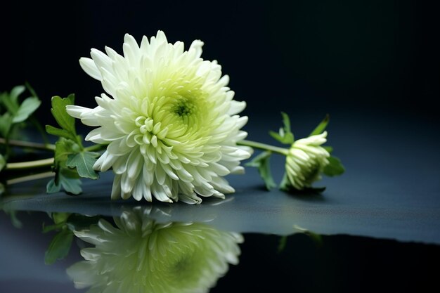 Chrysanthemum flower against mirror and green background