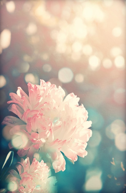 Chrysanthemum in flower garden