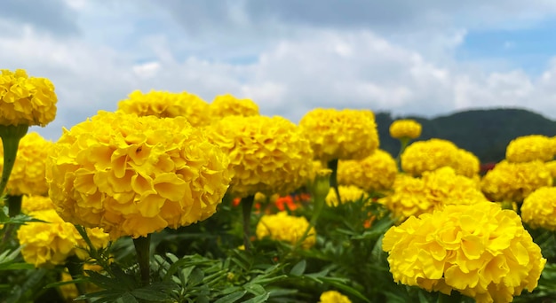 Photo chrysanthemum flower garden