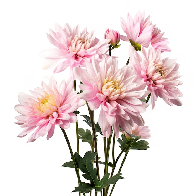 Фото Цветок хризантемы на белом фоне