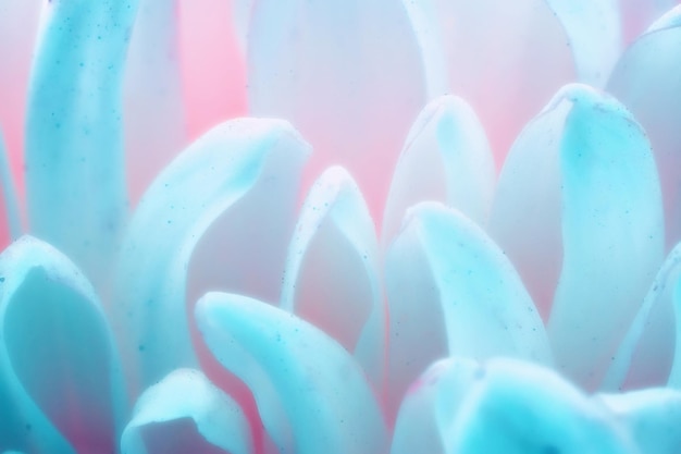 Chrysanthemum flower macro shot