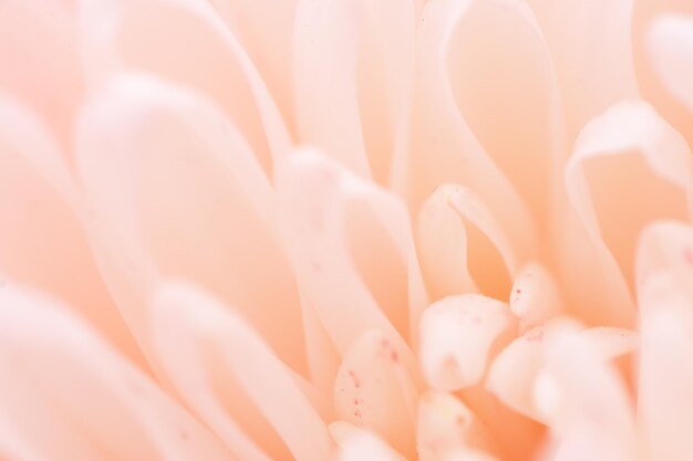 Chrysanthemum flower macro shot