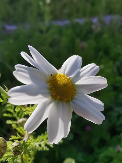 自然な背景に菊の花