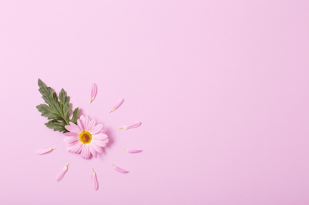 Chrysanthemum flower on pink paper background