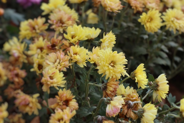 Photo chrysanthemum flower in south korea