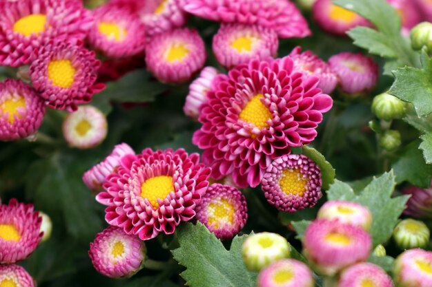 Chrysanthemum flower in tropical