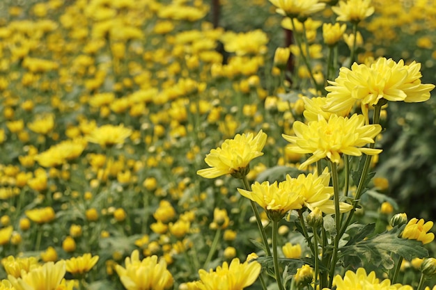 Chrysanthemum flower in tropical