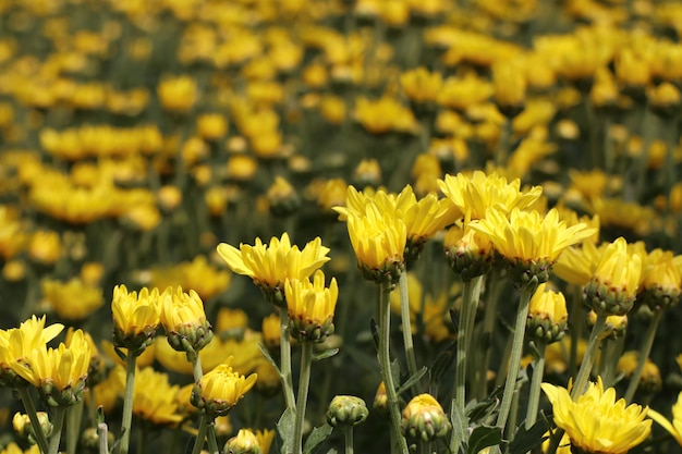 Chrysanthemum flower in tropical