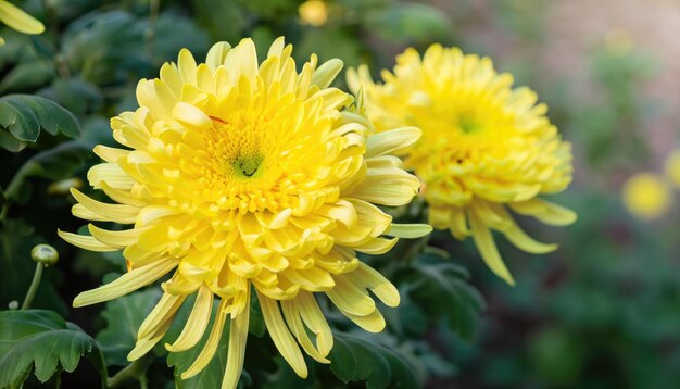 Chrysanthemum flowering in the garden with copy space