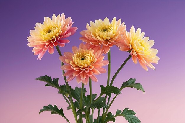 Chrysanthemum flowers against gradient background