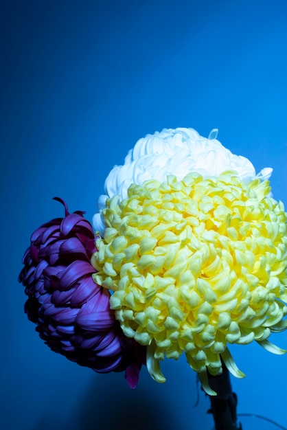 Photo chrysanthemum flowers against gradient background