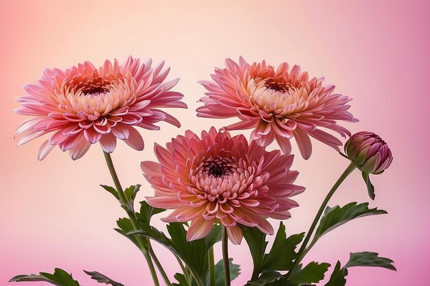 Chrysanthemum flowers against gradient background