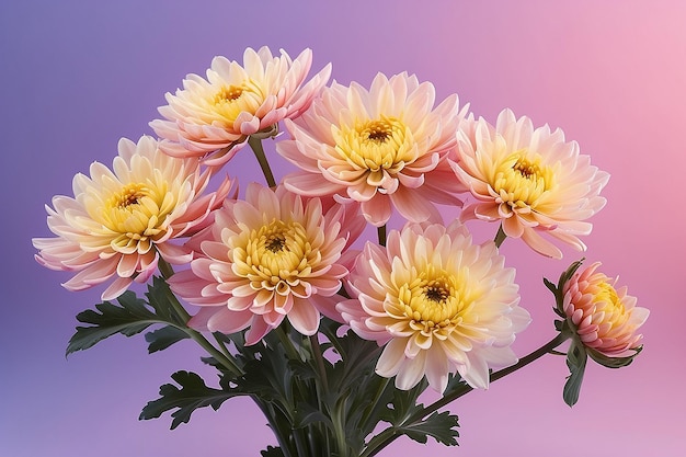 Chrysanthemum flowers against gradient background
