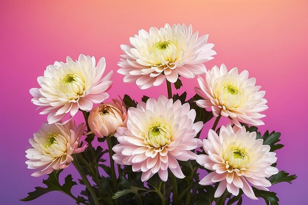 Цветы хризантемы на градиентном фоне
