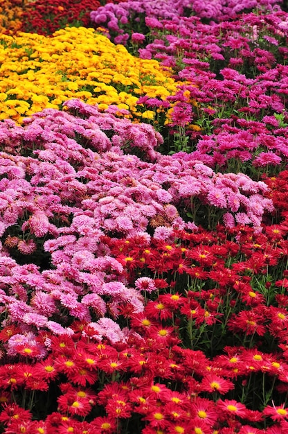 chrysanthemum flowers background