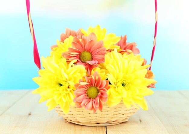 Chrysanthemum flowers in basket on wooden table on natural background