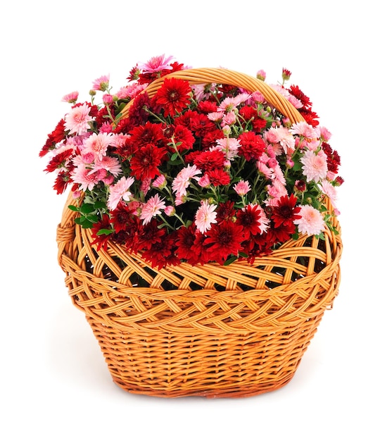 Chrysanthemum flowers in basket