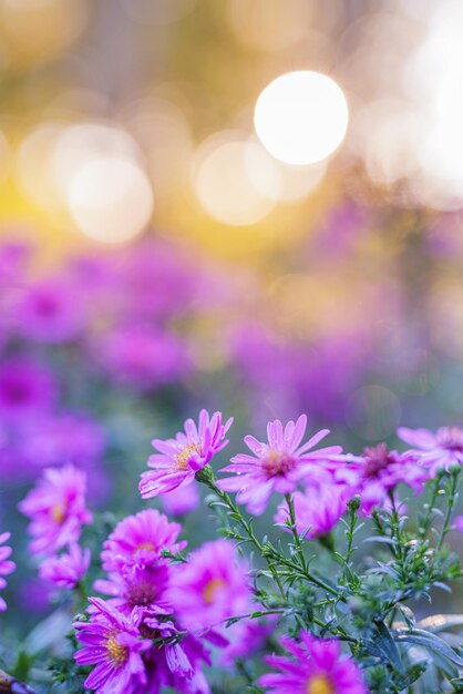 Foto fiori di crisantemo che fioriscono in un giardino. bellezza fiori autunnali. brillanti colori vivaci, fiori