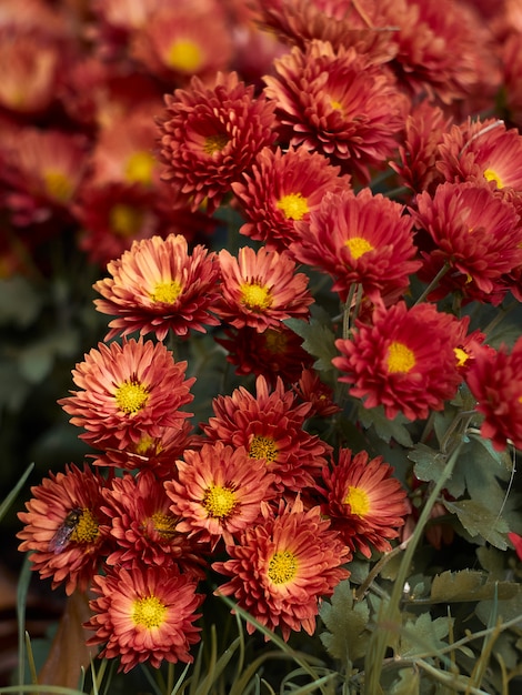 Chrysanthemum flowers blooms in the garden.