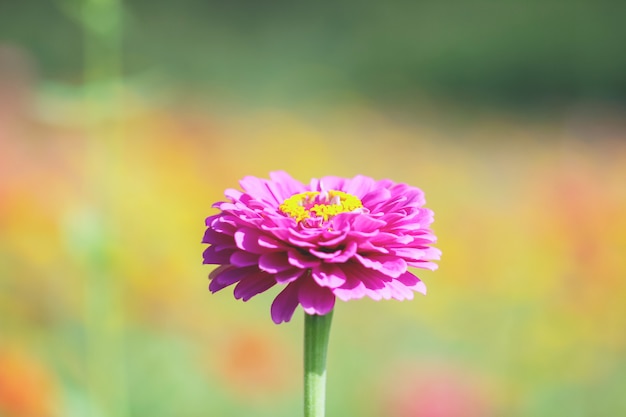 菊の花をクローズアップ。