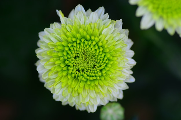 chrysanthemum flowers closeup with blurred background 