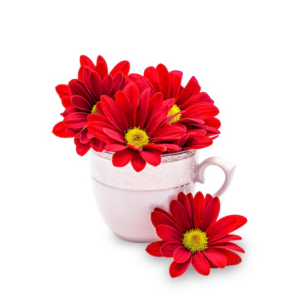 Chrysanthemum flowers in a cup isolated on a white background