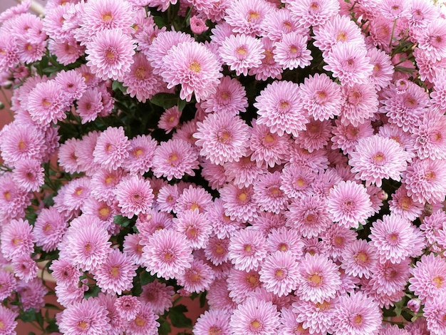 背景と背景に色あせたピンク色の菊の花