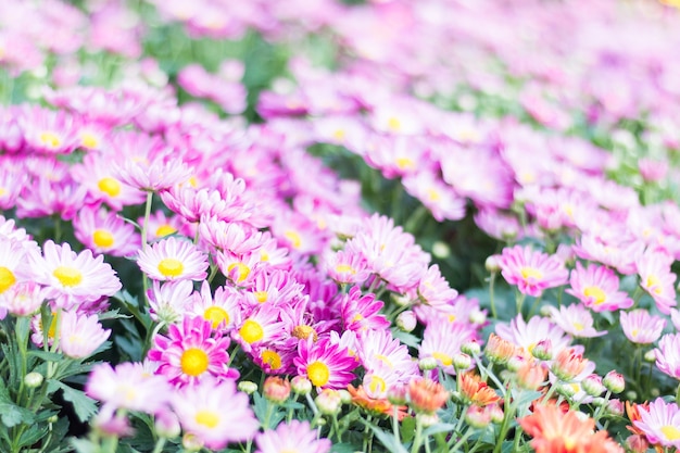 Chrysanthemum flowers in the garden 