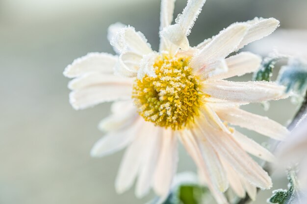 Chrysanthemum flowers  in hoarfrost.