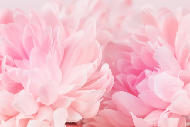 Цветы хризантемы в мягких пастельных тонах и стиль размытия для фона