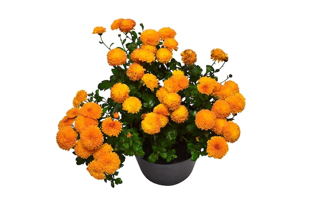 Chrysanthemum flowers orange autumn in pot isolated on white\
background grade golden orange fruit flat lay top view