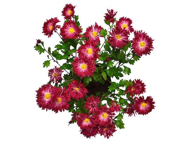 Chrysanthemum flowers pink autumn in pot isolated on white\
background grade embroidery flat lay top view