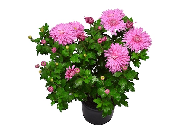 Chrysanthemum flowers pink autumn in pot isolated on white\
background grade victoria flat lay top view