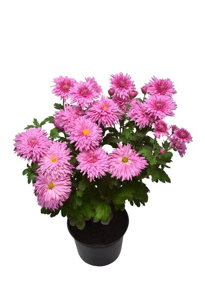 Chrysanthemum flowers pink autumn in pot isolated on white background Grade Victoria Flat lay top view