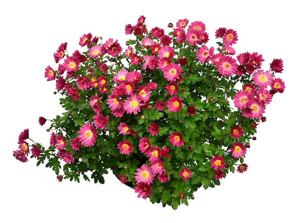 Chrysanthemum flowers pink autumn in pot isolated on white\
background grade vityaz beautiful plant garden concept flat lay top\
view