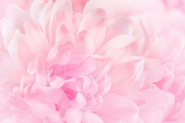 Chrysanthemum flowers in soft pastel color and blur style for background