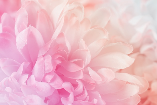 Chrysanthemum flowers in soft pastel color and blur style for background