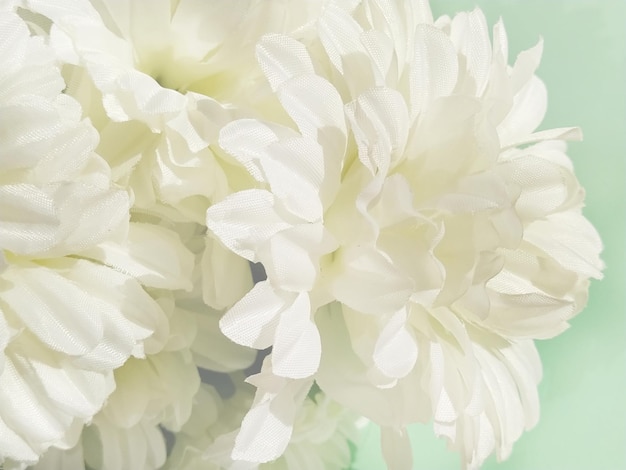 Foto fiori di crisantemo in tenui colori pastello stile sfocato per lo sfondo bellissimi fiori bianchi
