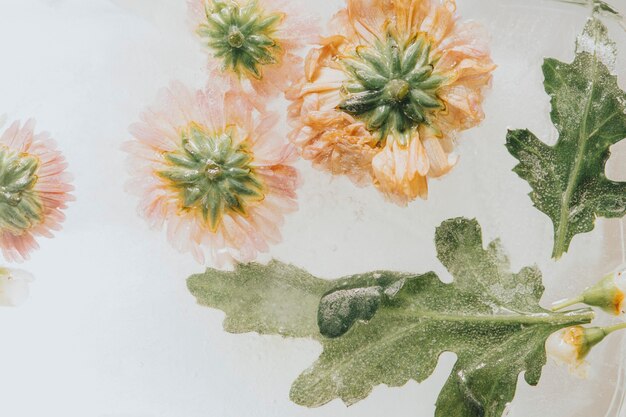 Foto fiori di crisantemo con foglie congelate nel ghiaccio con bolle d'aria in stile pastello