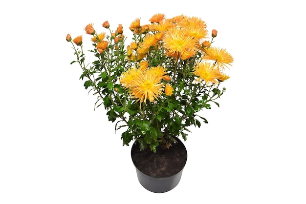Chrysanthemum flowers yellow autumn in pot isolated on white\
background hello spring grade sudarushka beautiful plant garden\
concept flat lay top view