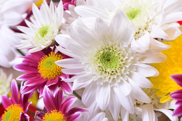 Chrysanthemum flowers