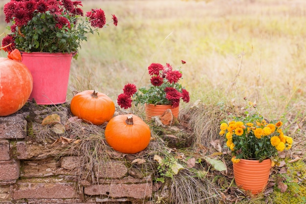 Chrysanthemum in bloemenpotten en oranje pompoenen in de herfsttuinen dichtbij oude bakstenen muur